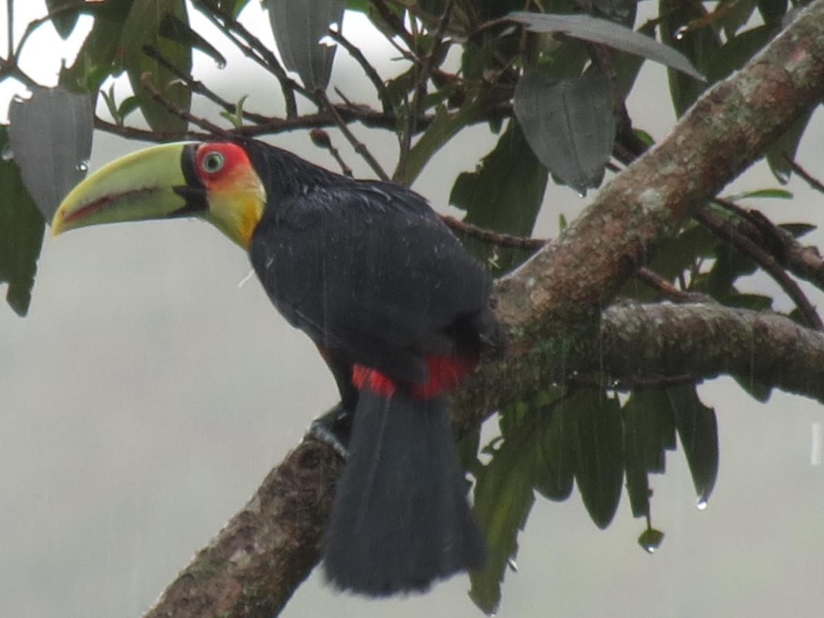 Casa De Vidro Leilighet Petrópolis Eksteriør bilde