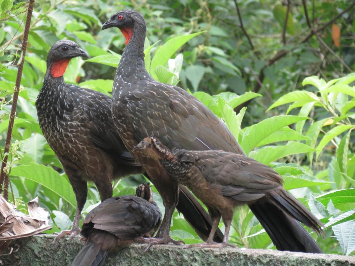 Casa De Vidro Leilighet Petrópolis Eksteriør bilde